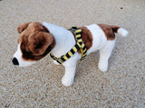 Yellow & Black - Wallie Design - Dog Harness
